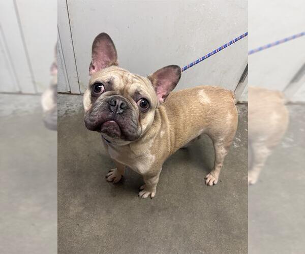 Medium Photo #1 French Bulldog Puppy For Sale in Rosenberg, TX, USA