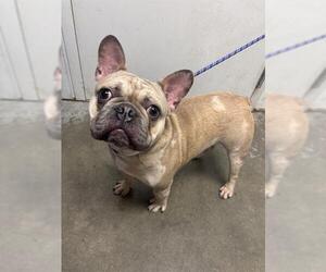 French Bulldog Dogs for adoption in Rosenberg, TX, USA
