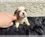 Puppy 1 Shih Tzu