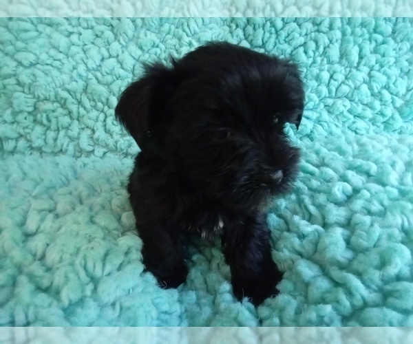 Medium Photo #1 Poodle (Toy)-Yorkshire Terrier Mix Puppy For Sale in LAUREL, MS, USA