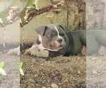 Small Photo #20 American Bully Puppy For Sale in OLYMPIA, WA, USA