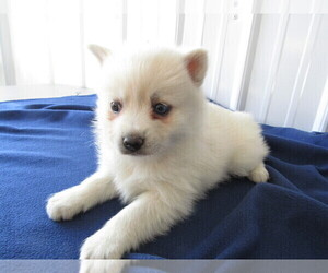 Pomsky Puppy for sale in COLDWATER, MI, USA