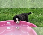 Small #28 Bernese Mountain Dog
