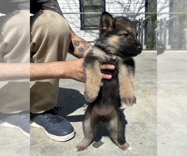 Medium Photo #22 German Shepherd Dog Puppy For Sale in FORT WORTH, TX, USA