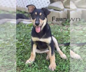 German Shepherd Dog-Unknown Mix Dogs for adoption in Mt. Airy, MD, USA