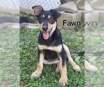 Small German Shepherd Dog Mix