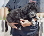 Small #1 Mutt