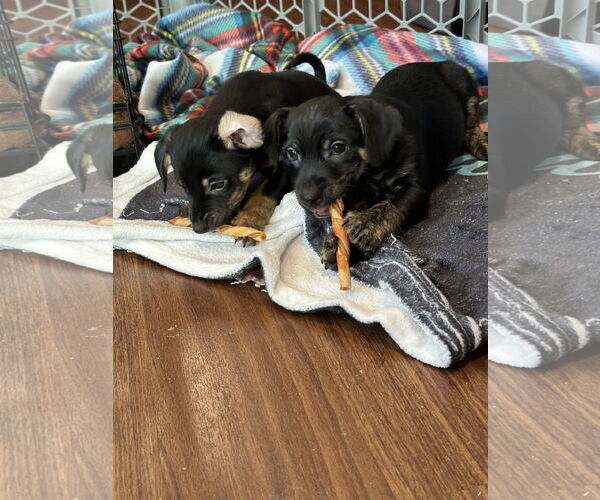 Medium Photo #2 Mutt Puppy For Sale in Plainfield, IL, USA