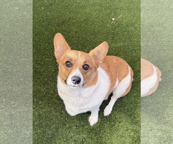 Medium Photo #2 Mutt Puppy For Sale in Mission Viejo, CA, USA