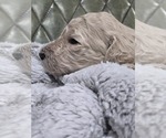 Small #2 Poodle (Standard)