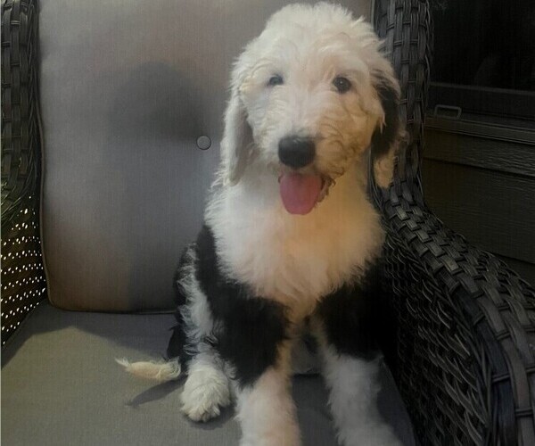 Full screen Photo #1 Saint Berdoodle Puppy For Sale in BARGERSVILLE, IN, USA