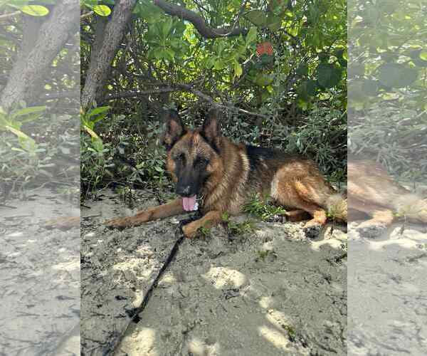 Medium Photo #3 German Shepherd Dog Puppy For Sale in Plantation, FL, USA
