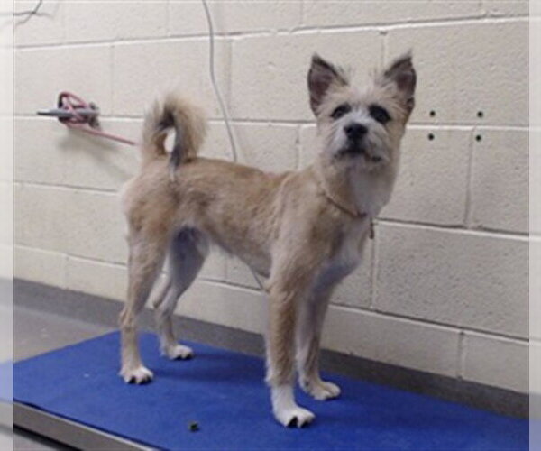 Medium Photo #1 Mutt Puppy For Sale in Denver, CO, USA