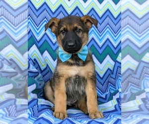 German Shepherd Dog Puppy for sale in ELKTON, MD, USA