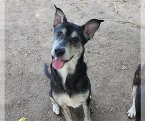 Huskies -Unknown Mix Dogs for adoption in Waco, TX, USA