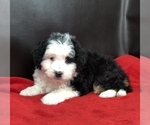 Small Photo #2 Miniature Bernedoodle Puppy For Sale in SUGARCREEK, OH, USA