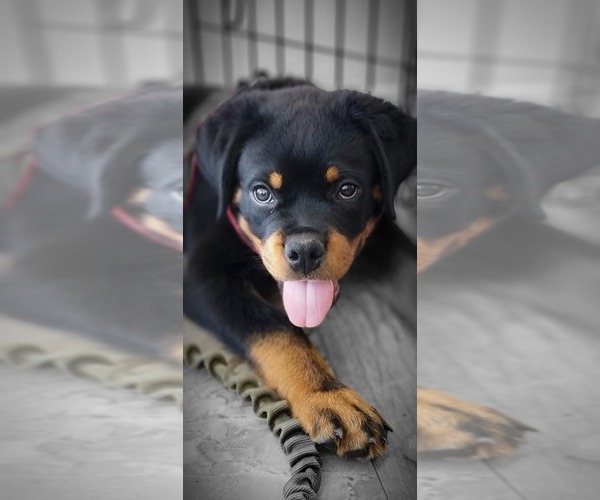 Medium Photo #1 Rottweiler Puppy For Sale in LEXINGTON PARK, MD, USA