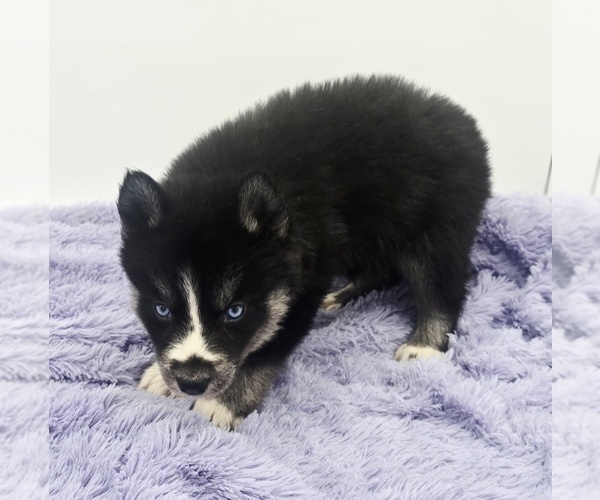 Medium Photo #4 Siberian Husky Puppy For Sale in SANDY HOOK, KY, USA