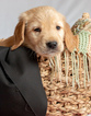Small Photo #5 Golden Retriever Puppy For Sale in EX SPGS, MO, USA
