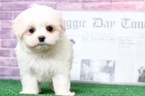 Small Photo #6 Maltese Puppy For Sale in BEL AIR, MD, USA