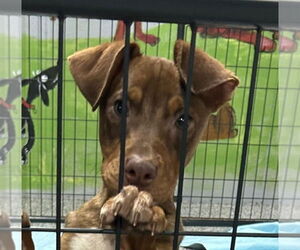 Mutt Dogs for adoption in Canton, CT, USA