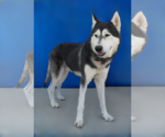 Small #1 Siberian Husky