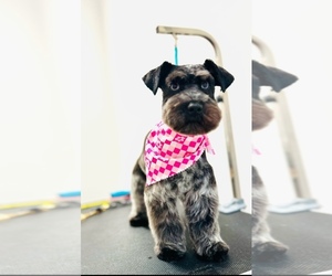Mother of the Schnauzer (Miniature) puppies born on 07/24/2026