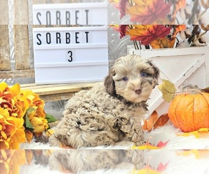 Aussiedoodle Miniature  Puppy for Sale in COLLEGE STA, Texas USA