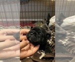 Small Photo #304 French Bulldog Puppy For Sale in CERES, CA, USA
