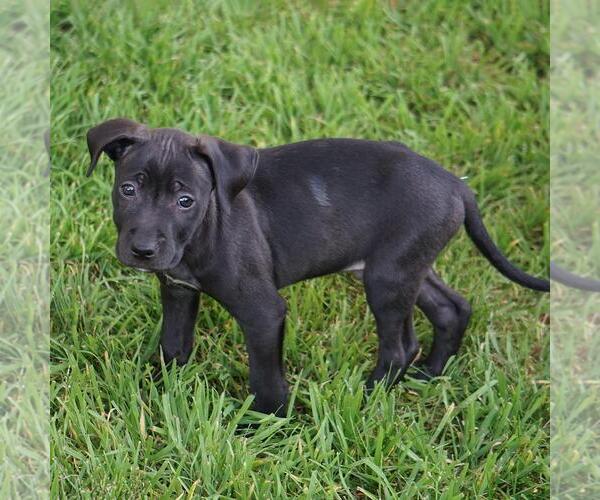 Medium Photo #2 Unknown-Whippet Mix Puppy For Sale in San Diego, CA, USA