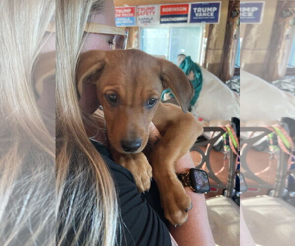 Medium Photo #3 Labrottie Puppy For Sale in Kannapolis, NC, USA