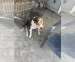 Small American Staffordshire Terrier Mix