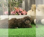 Small #3 Havanese