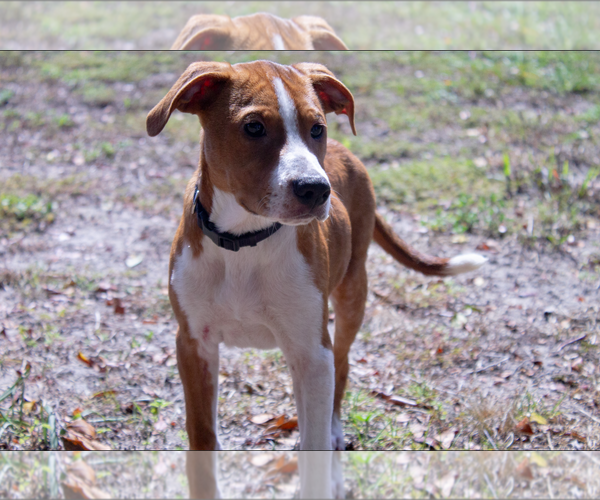 Medium Photo #6 Pointer-Unknown Mix Puppy For Sale in Brooksville, FL, USA