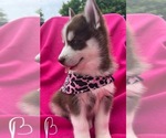 Small #2 Siberian Husky