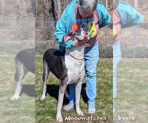 Medium Photo #2 Great Dane Puppy For Sale in Bullard, TX, USA