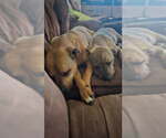 Small #4 Mutt