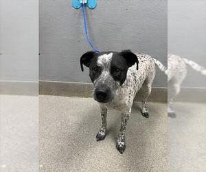 Mutt Dogs for adoption in Las Vegas, NV, USA