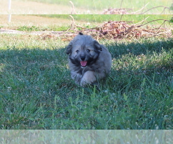 Medium Photo #16 Pookimo Puppy For Sale in MEMPHIS, MO, USA