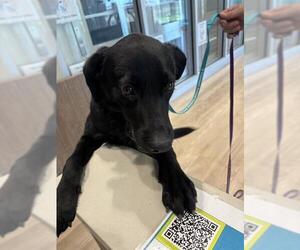 Labrador Retriever-Unknown Mix Dogs for adoption in Pearland, TX, USA