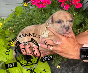 Medium American Bully