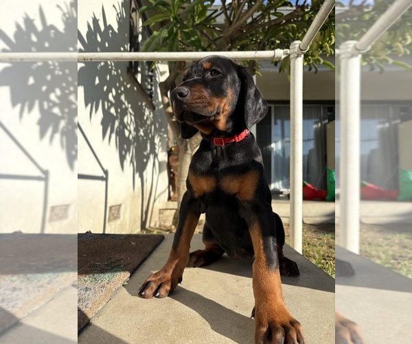 Medium Photo #1 Doberman Pinscher Puppy For Sale in DOWNEY, CA, USA