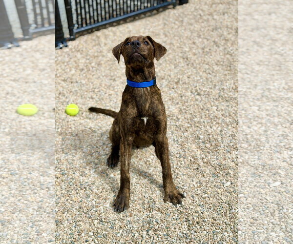 Medium Photo #5 Mutt Puppy For Sale in West Cornwall, CT, USA