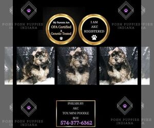 Poodle (Toy) Puppy for sale in WARSAW, IN, USA