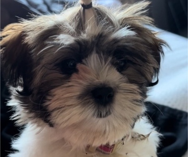 Medium Photo #1 Mal-Shi Puppy For Sale in ADAMS CITY, CO, USA