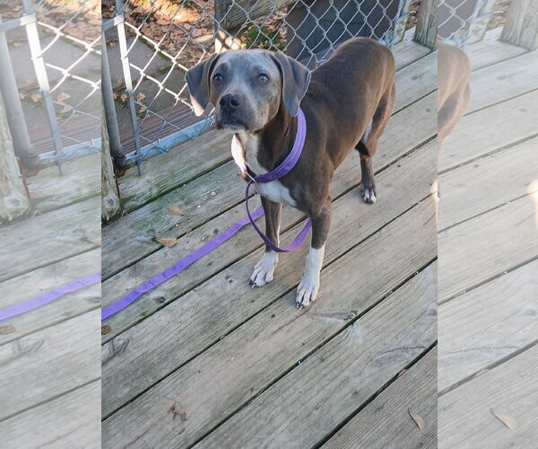 Medium Photo #11 Mutt Puppy For Sale in Murfreesboro, NC, USA