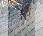 Small #10 Mutt