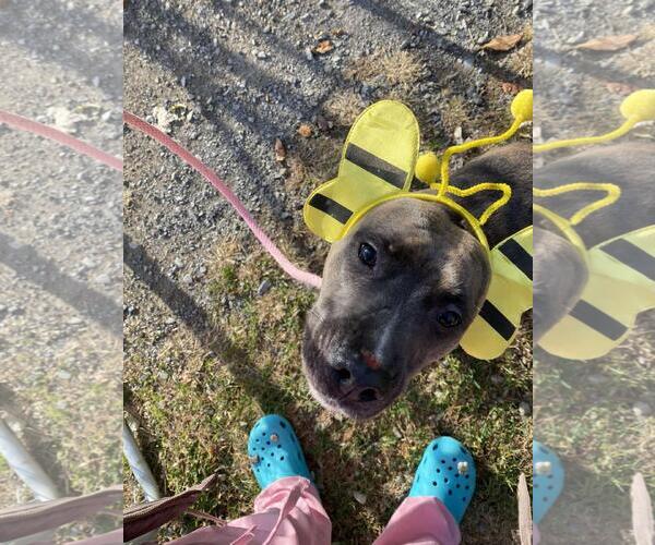 Medium Photo #3 American Staffordshire Terrier-Eurasier Mix Puppy For Sale in Front Royal, VA, USA