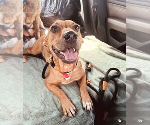 Chiweenie Dogs for adoption in Houston, TX, USA