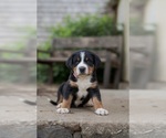 Puppy Maya Greater Swiss Mountain Dog